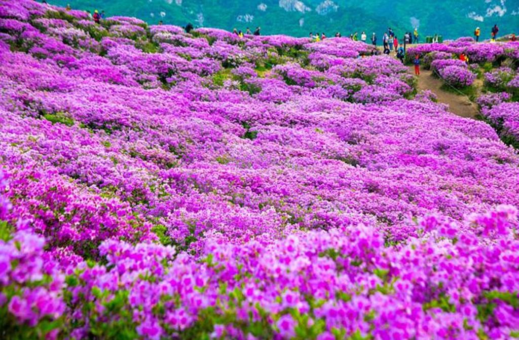 합천 황매산 군립 공원 / 출처 : 한국관광공사