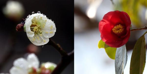 花사하게…花창하게…섬진강 봄꽃로드