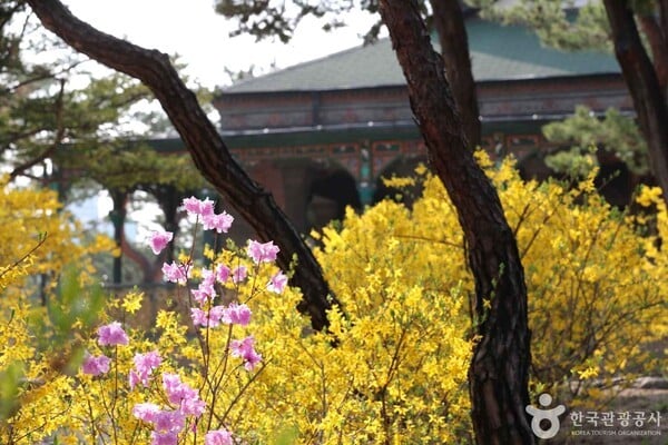 개나리 개화, 오는 14일 서귀포부터 시작… 평년보다 시기 앞당겨져