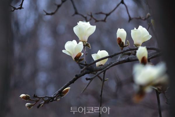 목련꽃 품은 피아노의 섬 '신안 자은도'로 봄꽃 여행을!