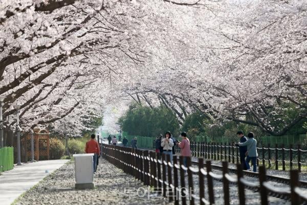 2025 진해군항제, 개막 일정 및 주요 명소 추천!