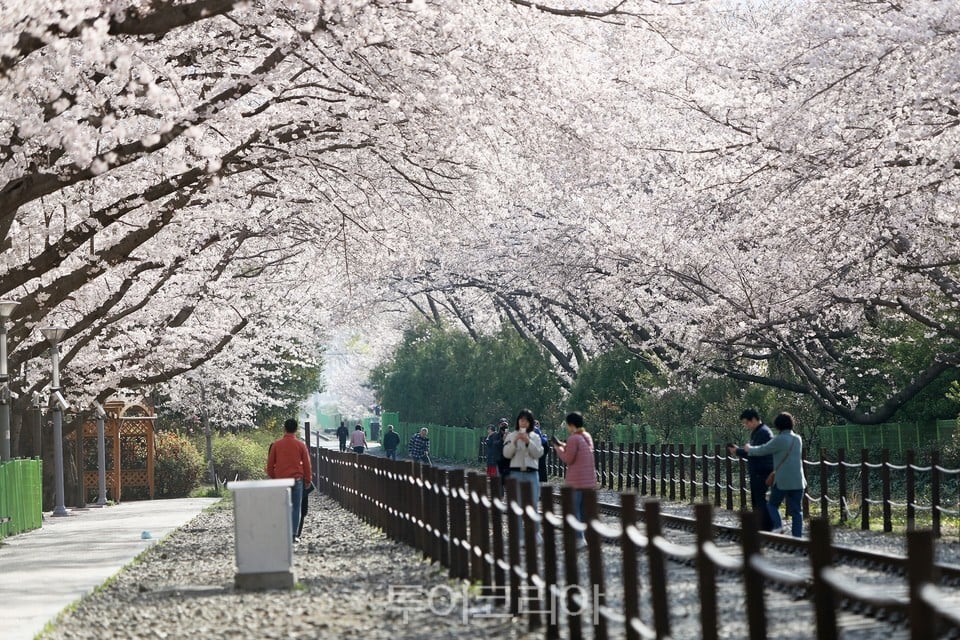 진해군항제 /사진진-창원시