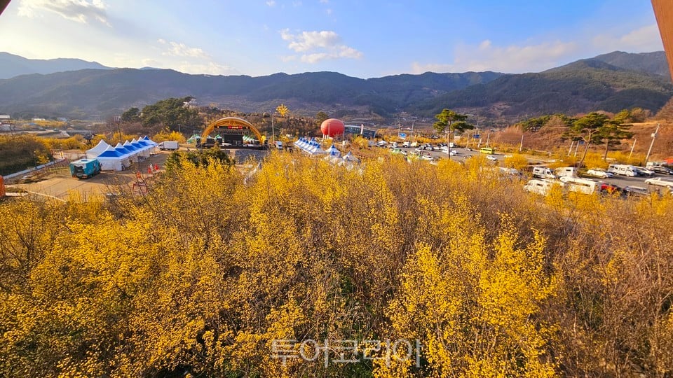 노랗게 물든 구례산수유축제