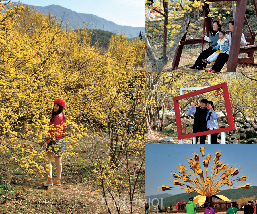 구례산수유꽃축제