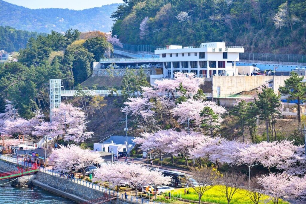 남해각 주변 벚꽃/사진-남해군