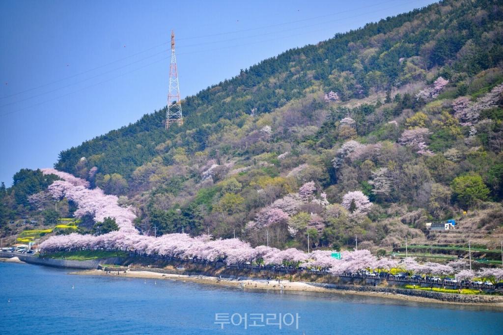 설천면 왕지벚꽃길/사진-남해군