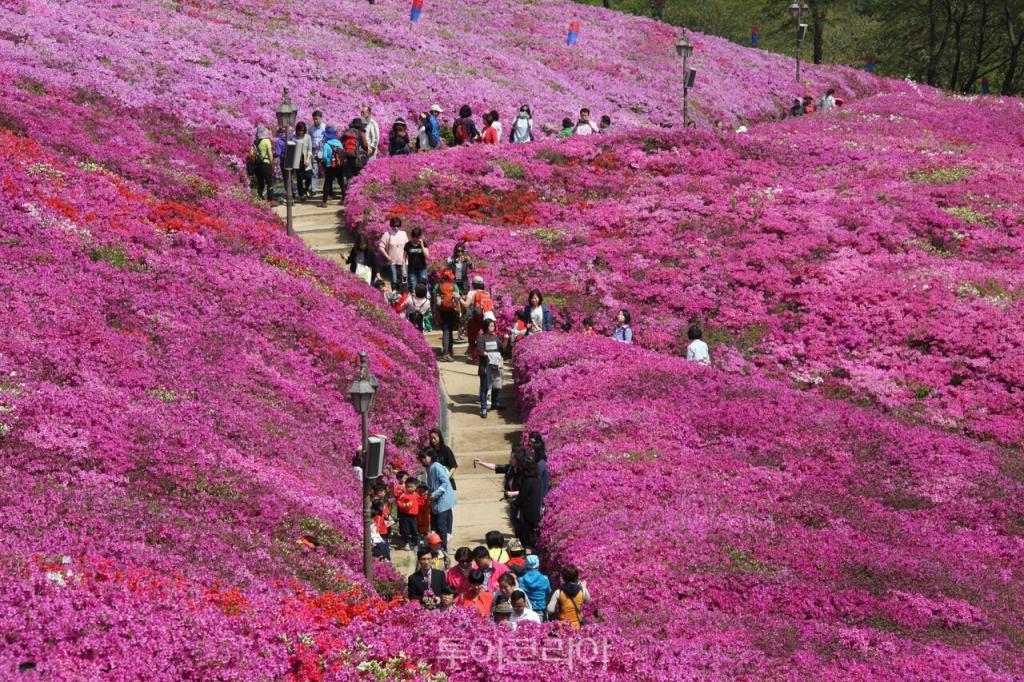 군포철쭉동산/사진-군포시