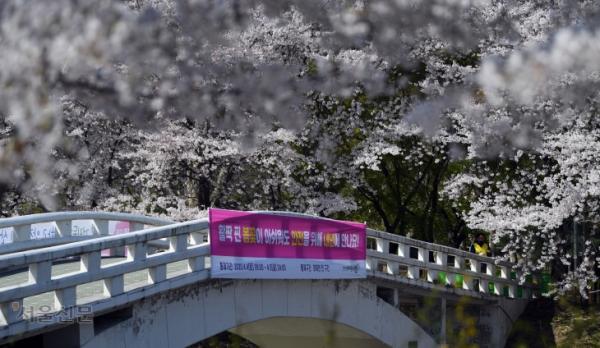 걷다 보면 당신은 공주님… 여기는 벚꽃대궐 양재천[서울펀! 동네힙!]