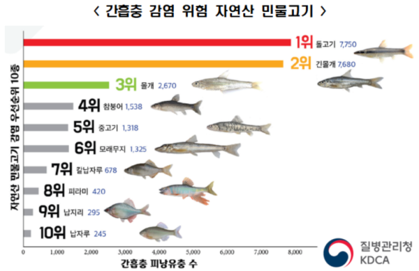 "자연산 민물고기 회 먹지 마세요"…담관암 유발 간흡충 감염률↑