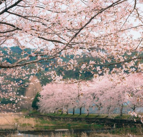 봄꽃여행 일본으로 간다…日 여행X숙박 요금 급등 (+벚꽃개화시기)