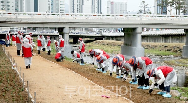 BNK경남은행 임직원·가족들, 삼호천 토닥길 ‘바늘꽃밭 조성 봉사활동’ 전개