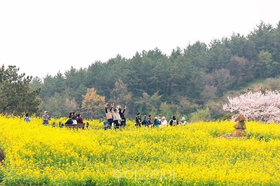 청산도의 유채꽃밭 전경 /사진-완도군