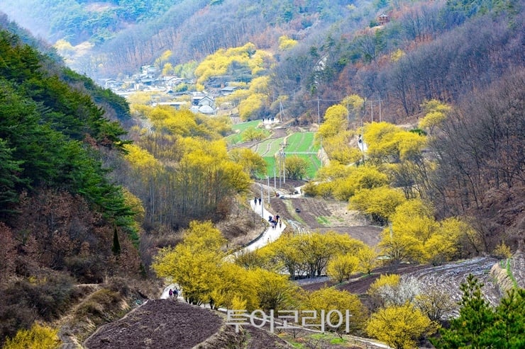 의성 산수유꽃피는마을/사진-경북도 