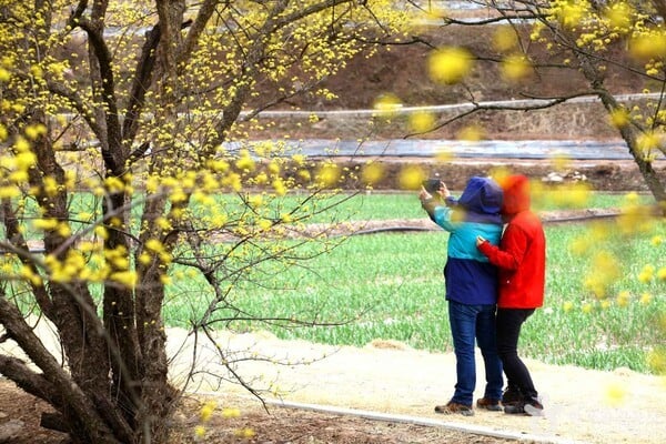 의성 산수유꽃 축제 출처-포토코리아 한국관광공사 이범수