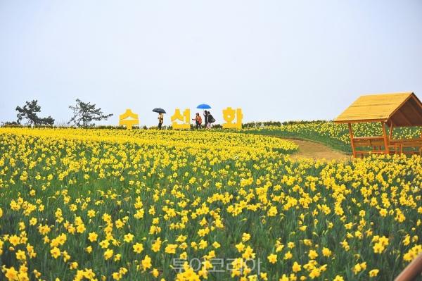 30년 전 한 여인의 손끝에서 시작된 봄의 기적!  '섬 수선화 축제' 만나러 신안으로!