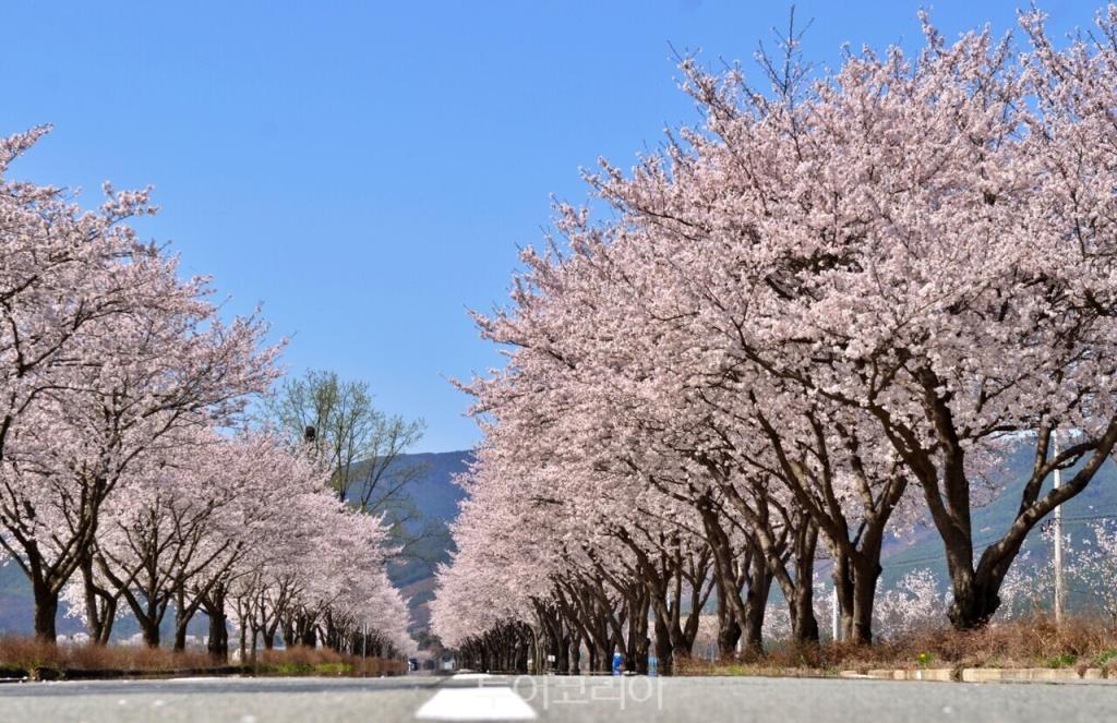 연분홍 핑크빛 가득한 합천 백리벚꽃길 /사진-합천군