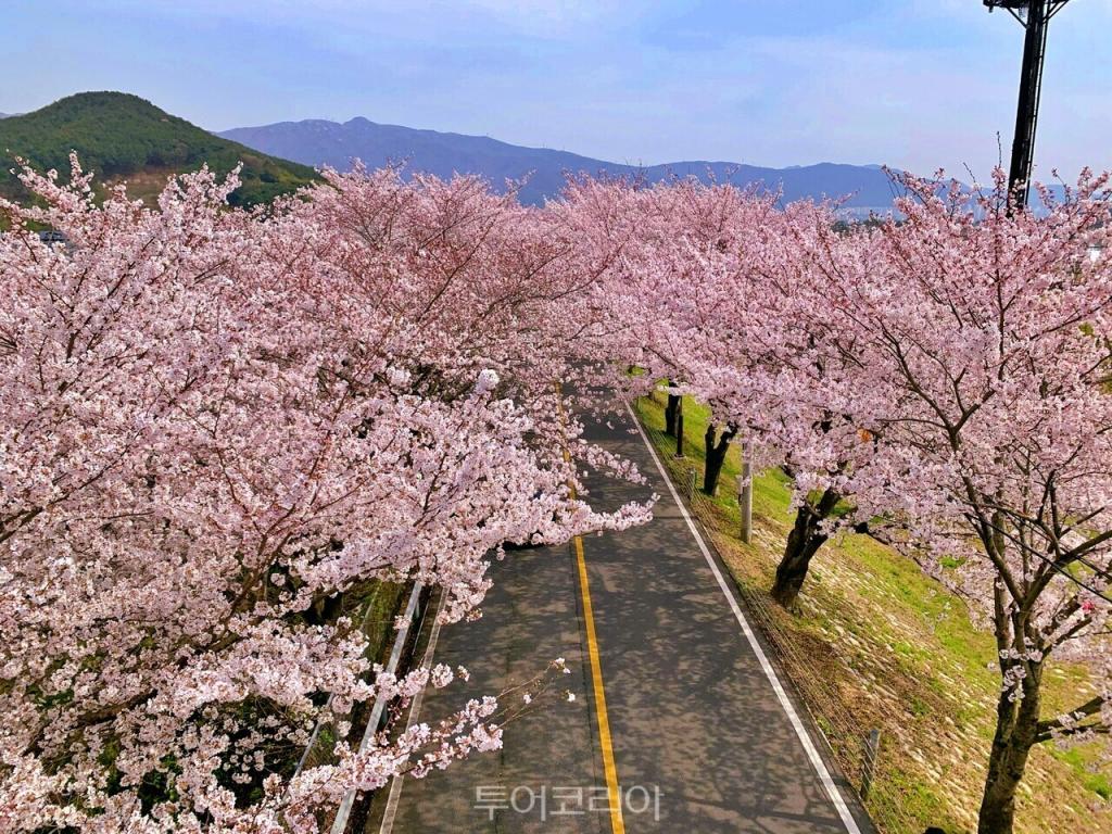 양산 황산공원물금벚꽃축제/사진-경남도