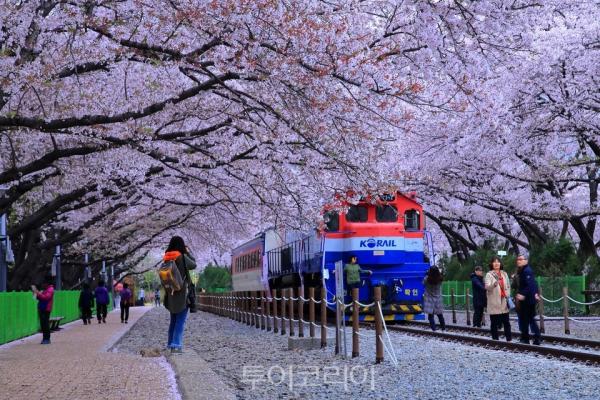 벚꽃이 피면 떠나자! 2025 진해 벚꽃 개화 시기와 명소 가이드