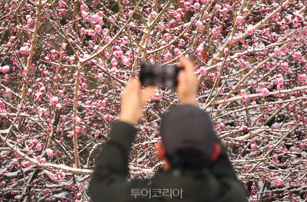 18일 눈이 내린 경남 함양군에서 홍매화가 눈에 쌓여 있다./사진-함양군