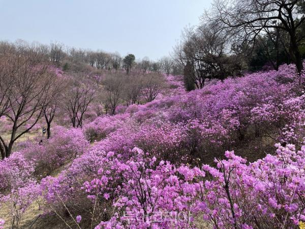 부천으로 봄여행 떠나봄!  맨발로 걷고 꽃구경 재미 가득