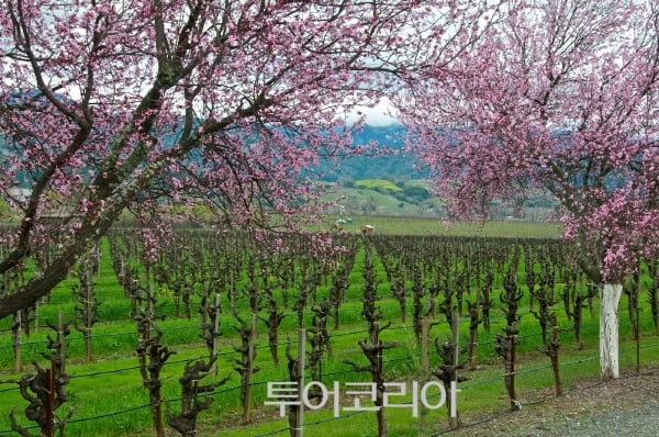 자연과 문화 절정 맞는 '미국의 봄ㆍ여름'...  왕성한 에너지 만끽하며 최고의 순간을! 