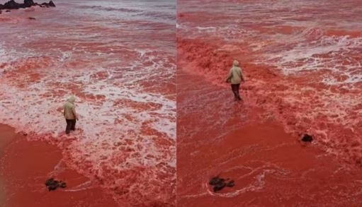 오싹한 ‘피의 비’에 해변 온통 물들어…알고 보니 ○○이 원인