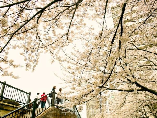 봄엔 꽃캉스! ...봄꽃 위시리스트 탑 '에어비앤비 숙소'