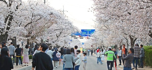 "벚꽃 2000여그루 장관 구경하러 오세요"…정읍 벚꽃 축제, 오는 4월 4일 개최