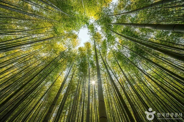아홉산숲 출처-포토코리아 부산울산지사 위브부산