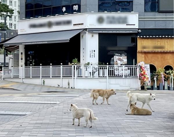 인천 도심에 출몰한 들개 무리…개 물림 사고 우려