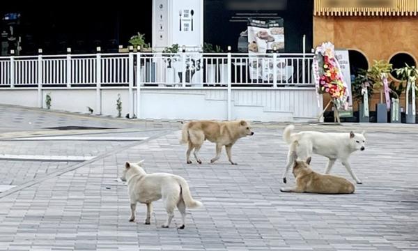 도심 돌아다니는 들개에 동네 주민들 “아이들 물릴까봐 두렵다”
