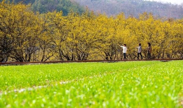 ‘대형 산불’에 경북 의성 산수유 마을 축제 전면 취소