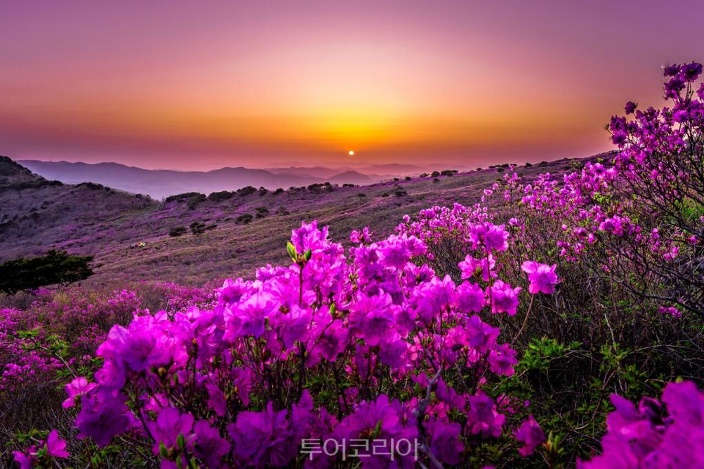 달성군 사진공모전 수상작(우수)  비슬산 봄 풍경/사진-달성군