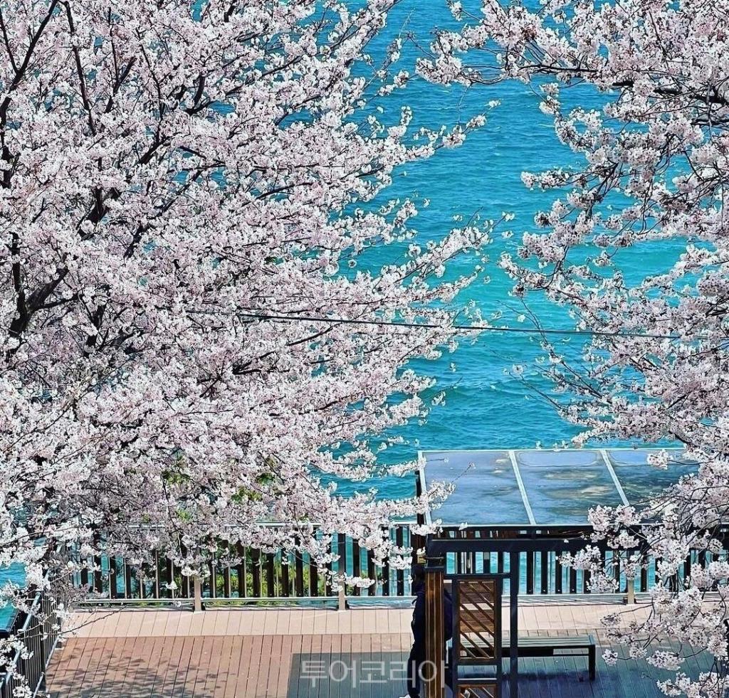 거제 장승포해안도로벚꽃길/사진-거제시