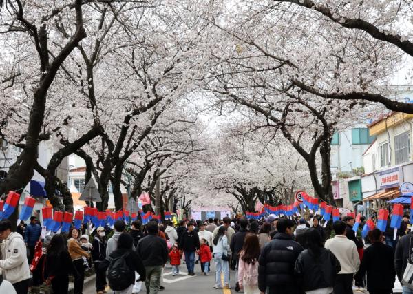 '바가지 논란' 제주 왕벚꽃축제, 이번엔 80명 '집단 식중독' 의심 증상