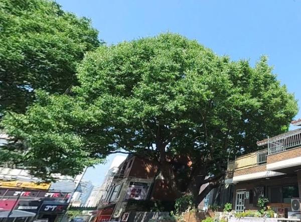 송파구 문정동 600 살 할머니·할아버지 느티나무 산림청 '2025 올해의 나무' 선정