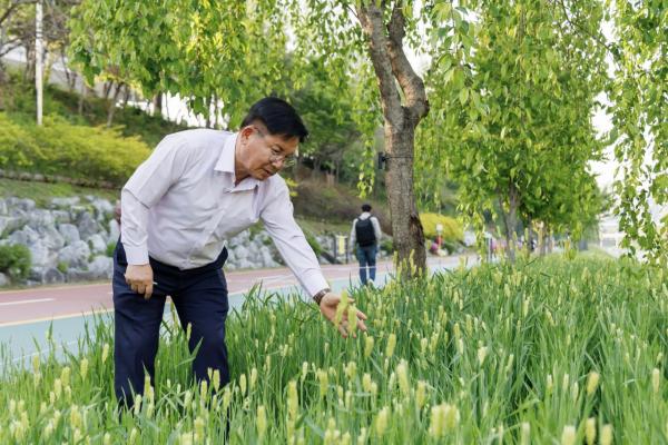 "고향 향수 담은 청보리 멀리 가지 말고 마포구 월드컵천에서 보세요"