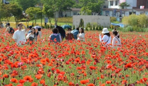 6000만 송이 봄꽃 ‘활짝’… 태화강 국가정원 봄꽃축제 16일 ‘팡파르’