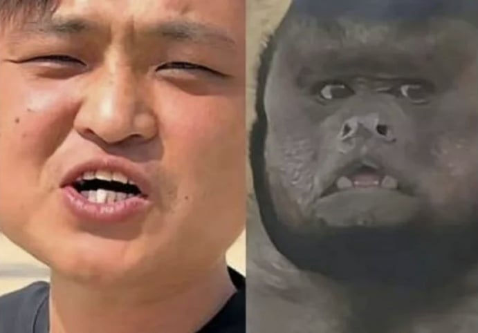 중국 안후이성 허페이의 한 동물원에서 살고 있는 원숭이 ‘따좡’(오른쪽)과 따좡을 닮은 틱톡 인플루언서 ‘거우왕’. ‘따좡’은 꼬리감는원숭이과의 일종인 ‘검은머리카푸친’으로, 네모난 얼굴에 검은 털 등 사람을 닮은 얼굴이 특징이다. 자료 : 따완신문·웨이보