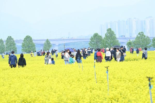 구리시 노란 물결 속의 감동, '구리 유채꽃축제' 25만명 방문