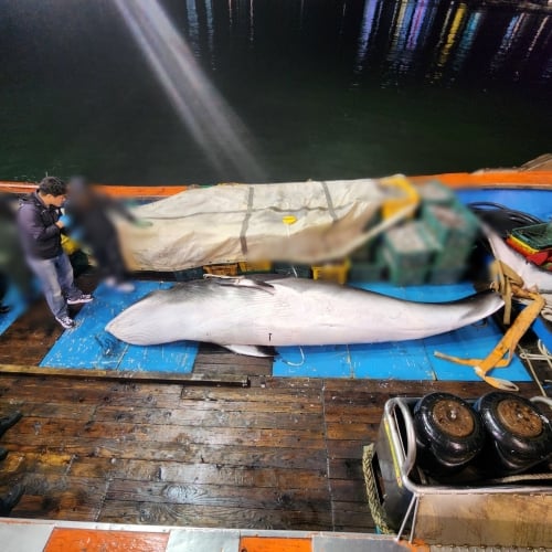 군산 앞바다서 혼획(混獲)된 5m 밍크고래…3610만에 팔렸다