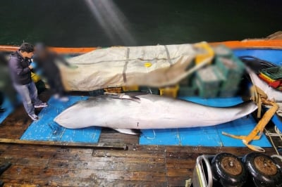 군산 앞바다서 혼획(混獲)된 5m 밍크고래…3610만원에 팔렸다