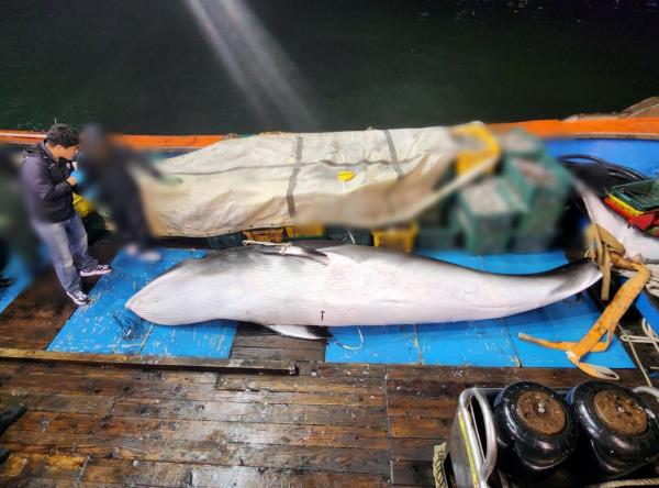 3600만원 '바다 로또'…군산 앞바다서 5m 밍크고래 혼획