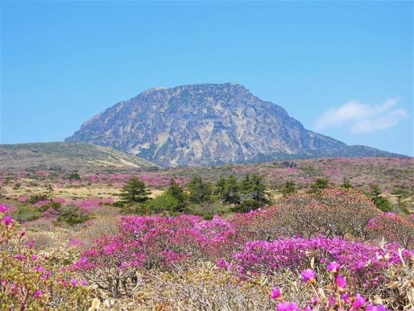 한라산에 새색시 볼처럼 ‘핑크빛 털진달래’가 활짝 피었습니다