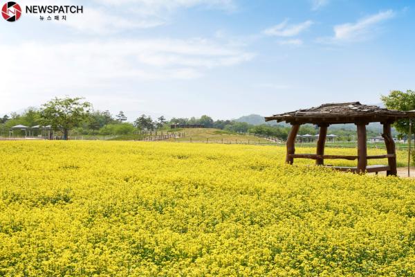 양주 나리농원, 노란 유채꽃 물결