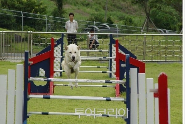 진돗개로 유명한 '진도'에서 꼭 가볼만한 곳 4