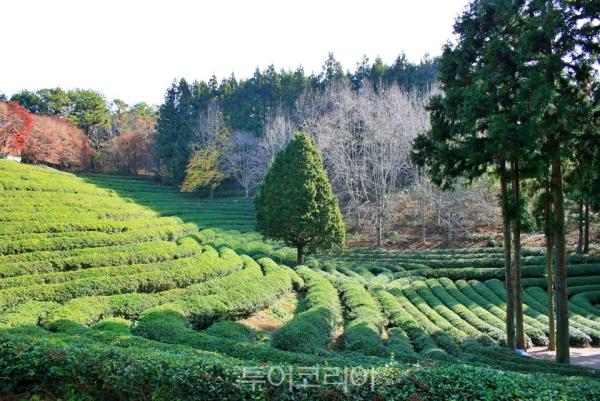 보성에서 만나는 숲과 차, 자연이 주는 여유