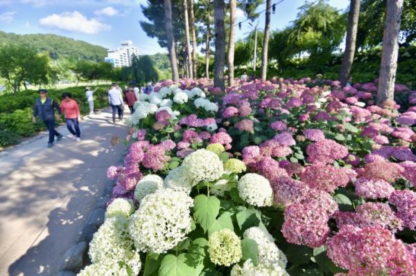 “초여름, 5만 송이 수국 보러 가요”…‘이곳’ 축제 나태주 시인도 온다는데