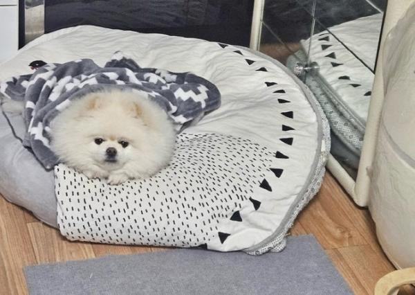 몽실아, 오늘따라 왜 이렇게 짖어?…화재 알려 온가족 살렸다 [김유민의 노견일기]