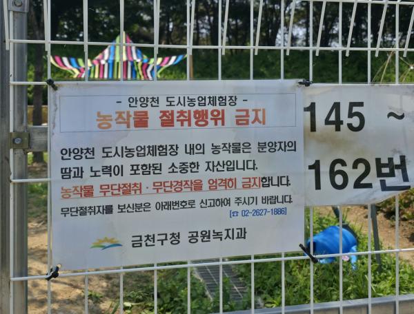 "도심 한가운데서 대놓고"…농작물 서리에 우는 도시 농부